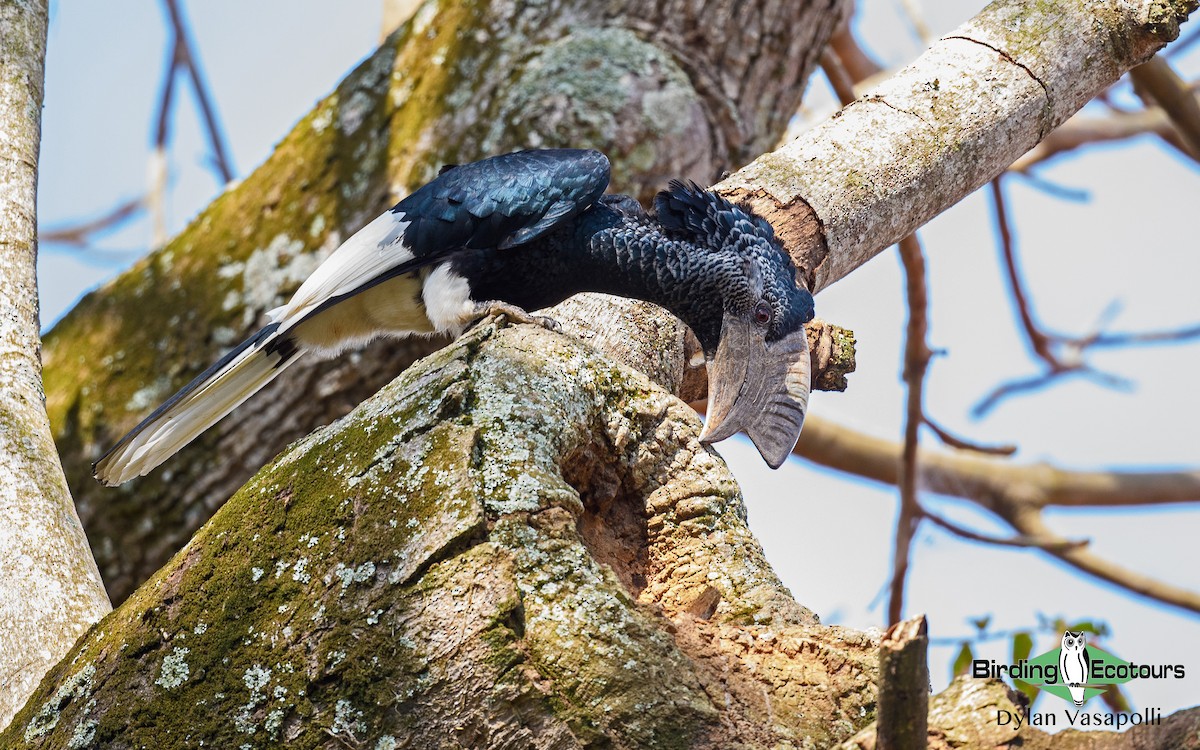 Black-and-white-casqued Hornbill - Dylan Vasapolli - Birding Ecotours