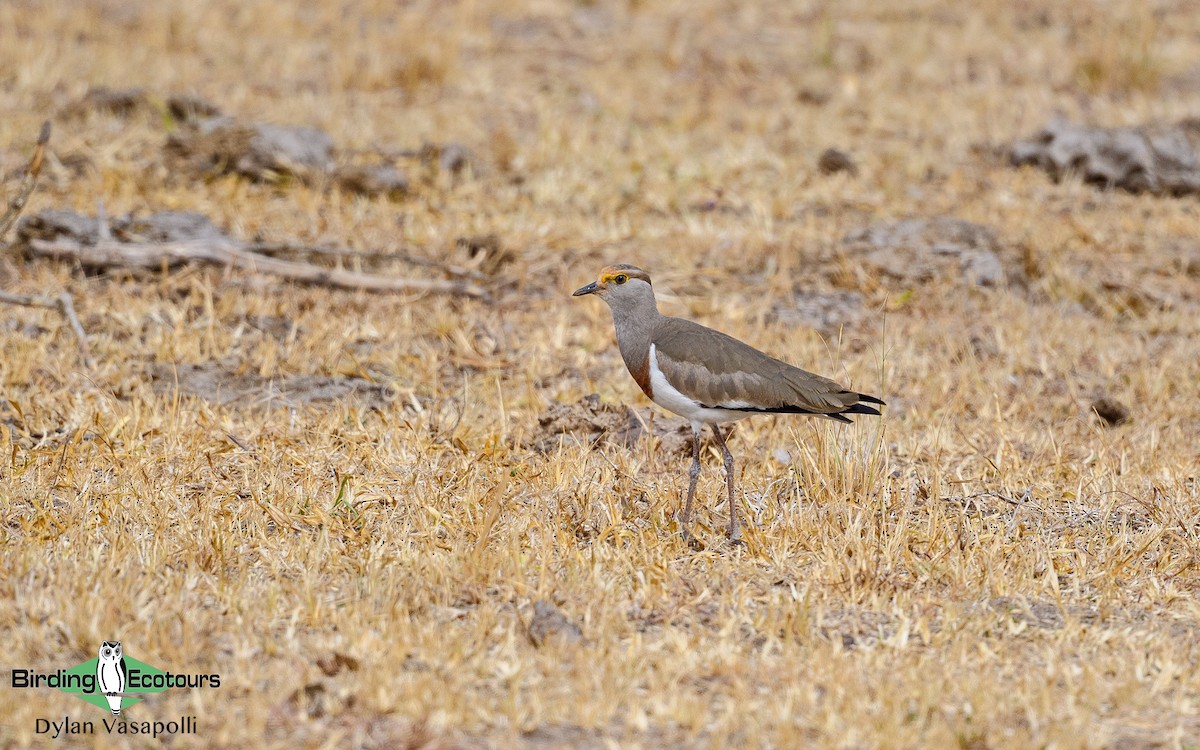 Brown-chested Lapwing - Dylan Vasapolli - Birding Ecotours