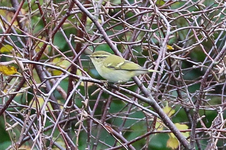 Yellow-browed Warbler - Marie Stridh