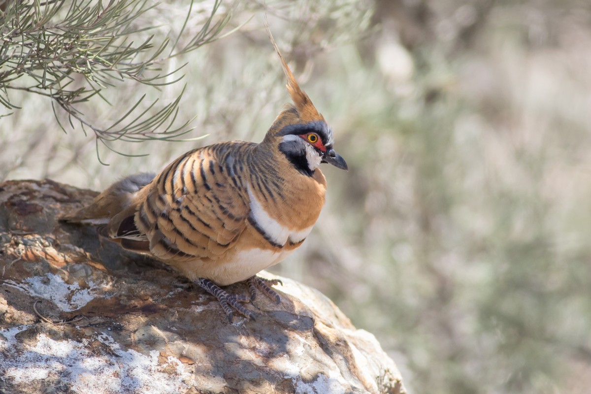 Spinifex Pigeon - ML37354451