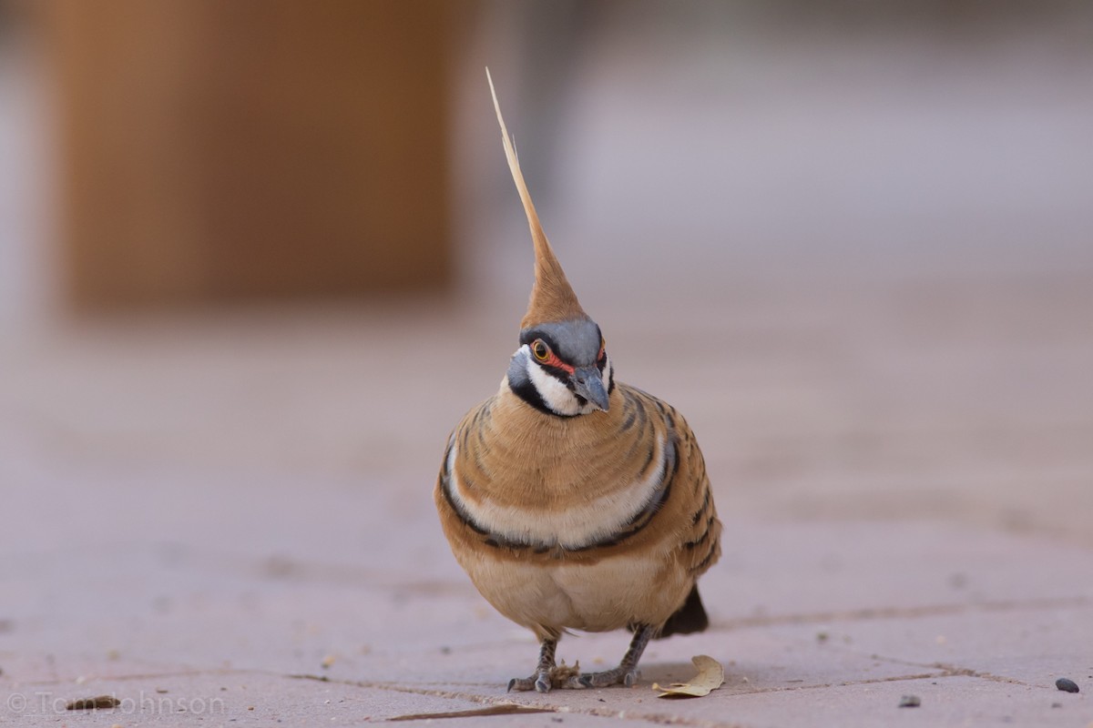 Spinifex Pigeon - ML37354461