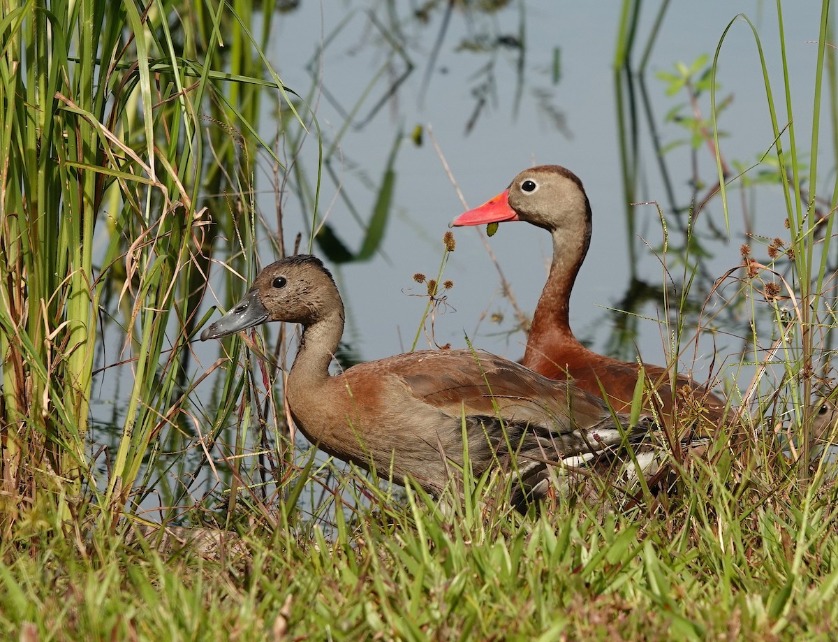 Black-bellied Whistling-Duck - Kathryn Young