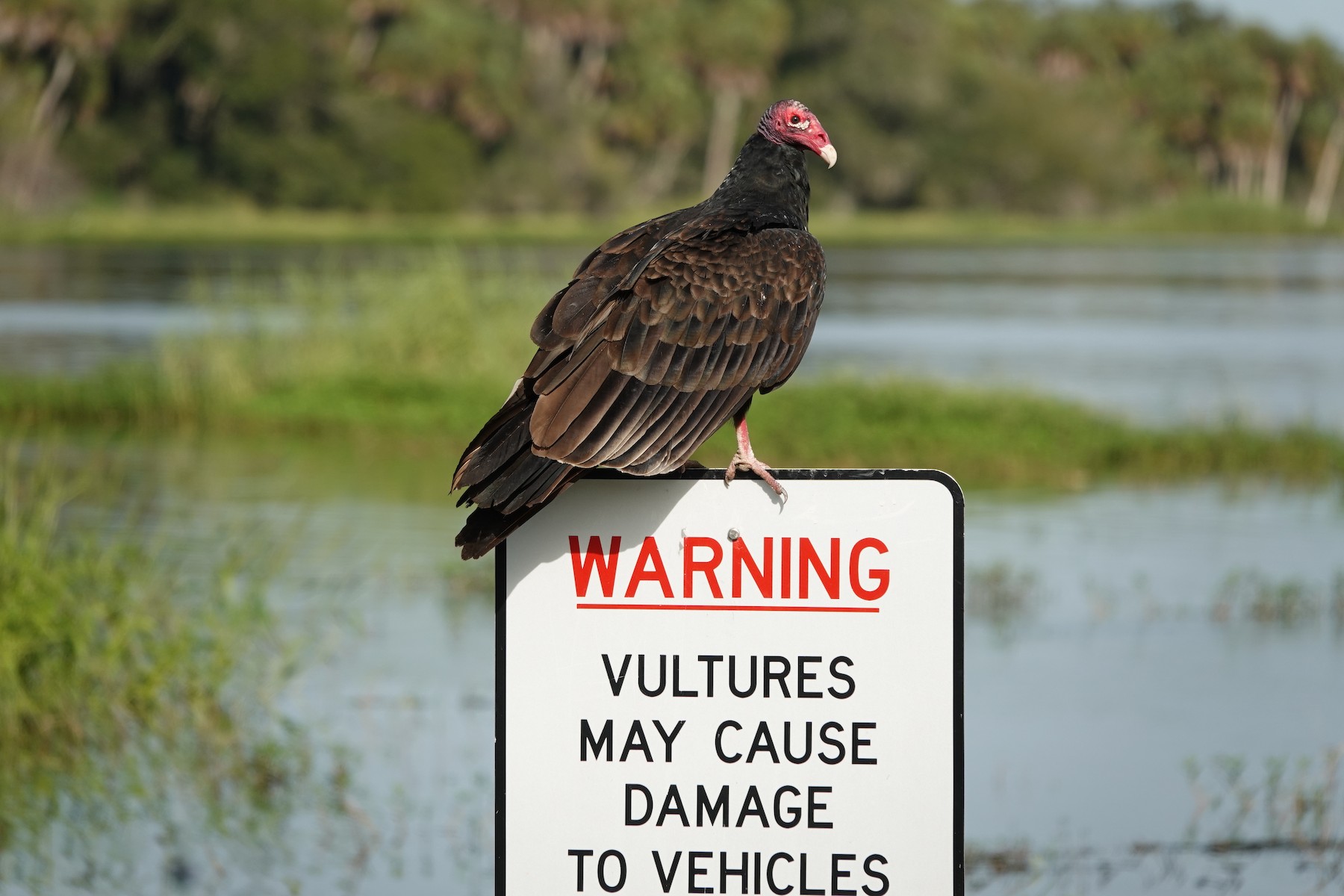 Turkey Vulture - Kathryn Young