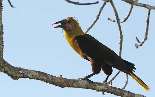 Adult lateral view (subspecies <em>yuracares</em>). - Olive Oropendola - 