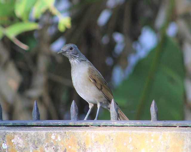 Pale-breasted Thrush