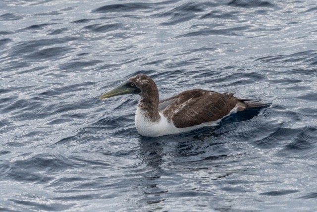 Masked Booby - ML373558571