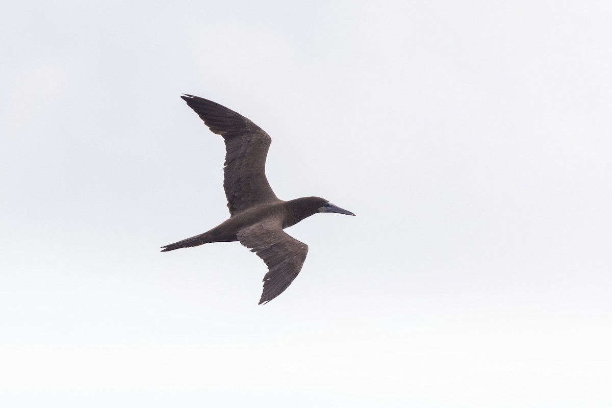 Brown Booby - ML373558921