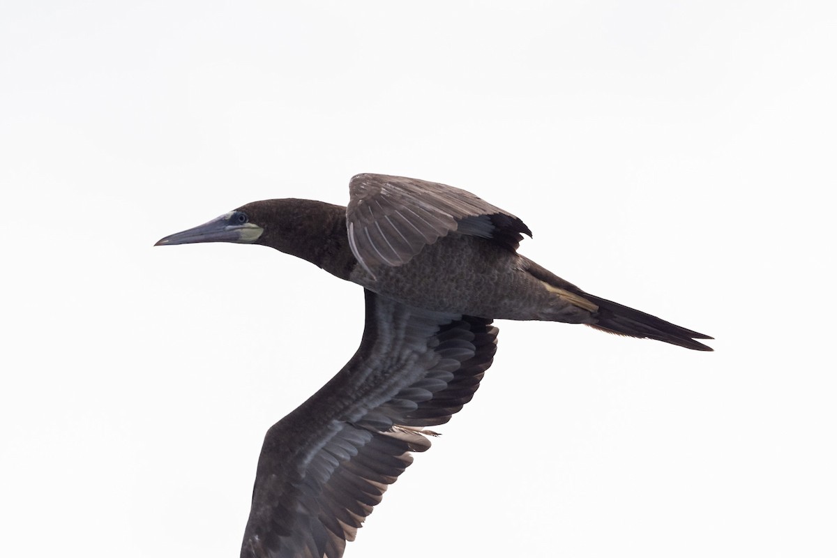 Brown Booby - ML373558931