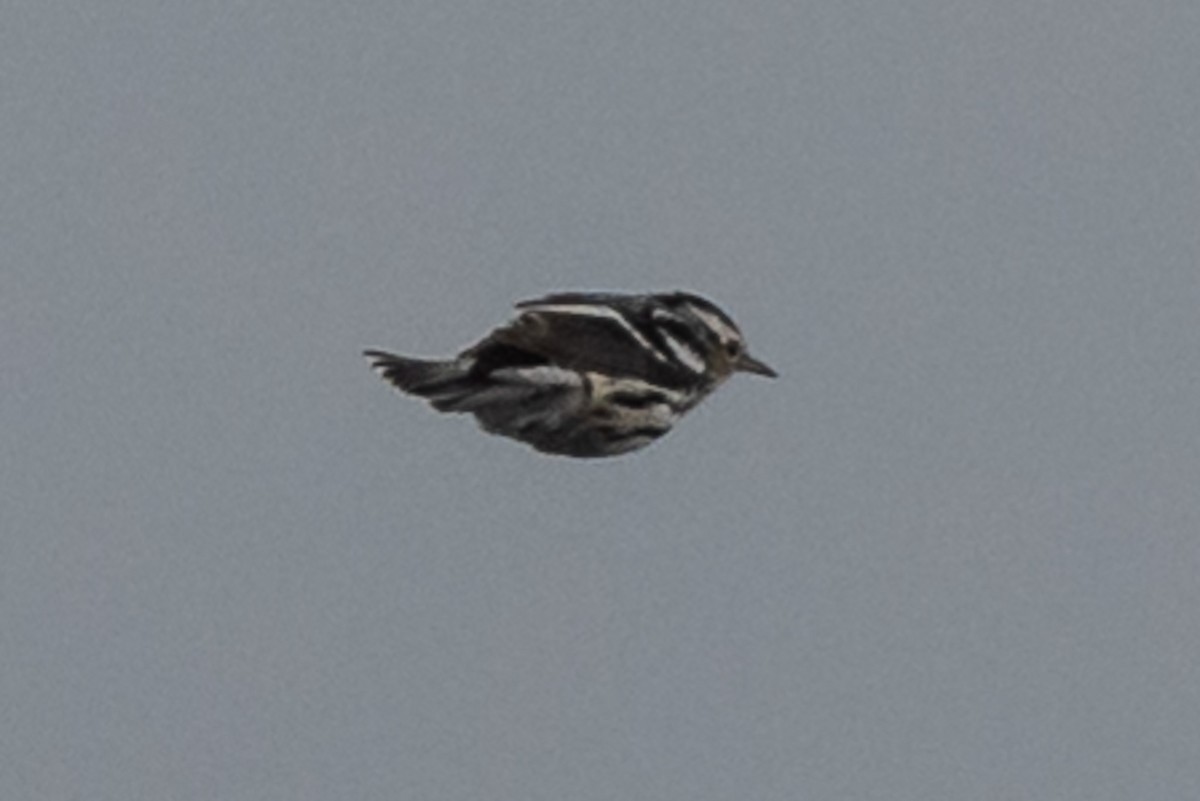 Black-and-white Warbler - ML373558951