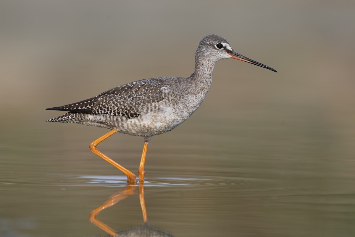 Spotted Redshank - ML373561331