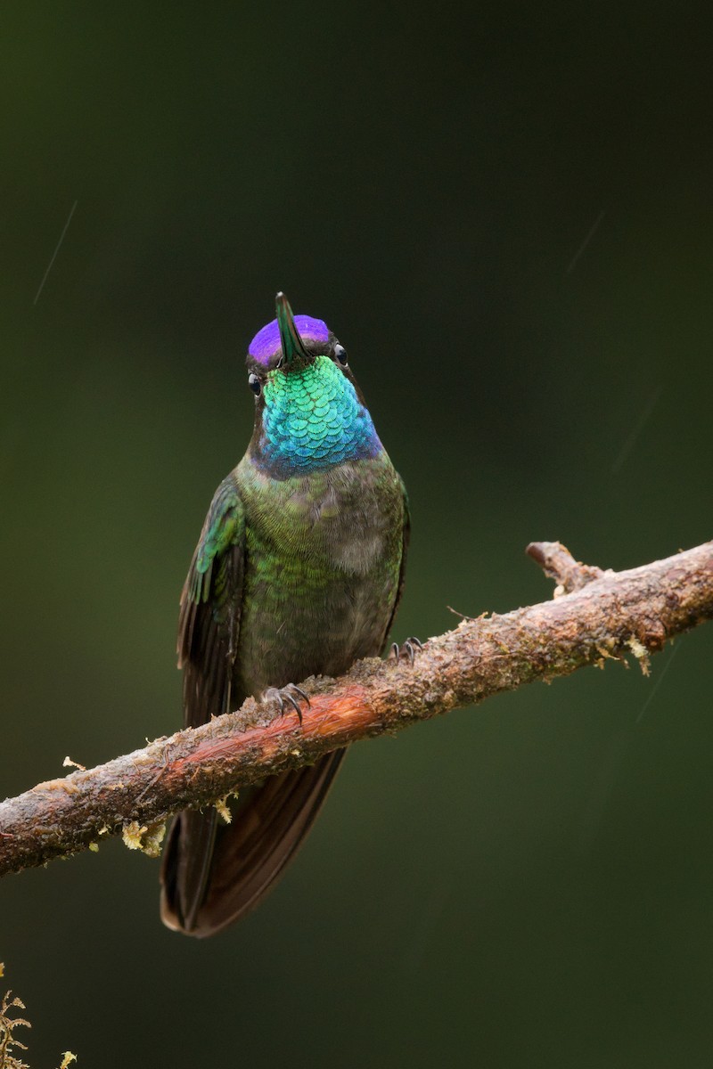 Talamanca Hummingbird - ML373563121