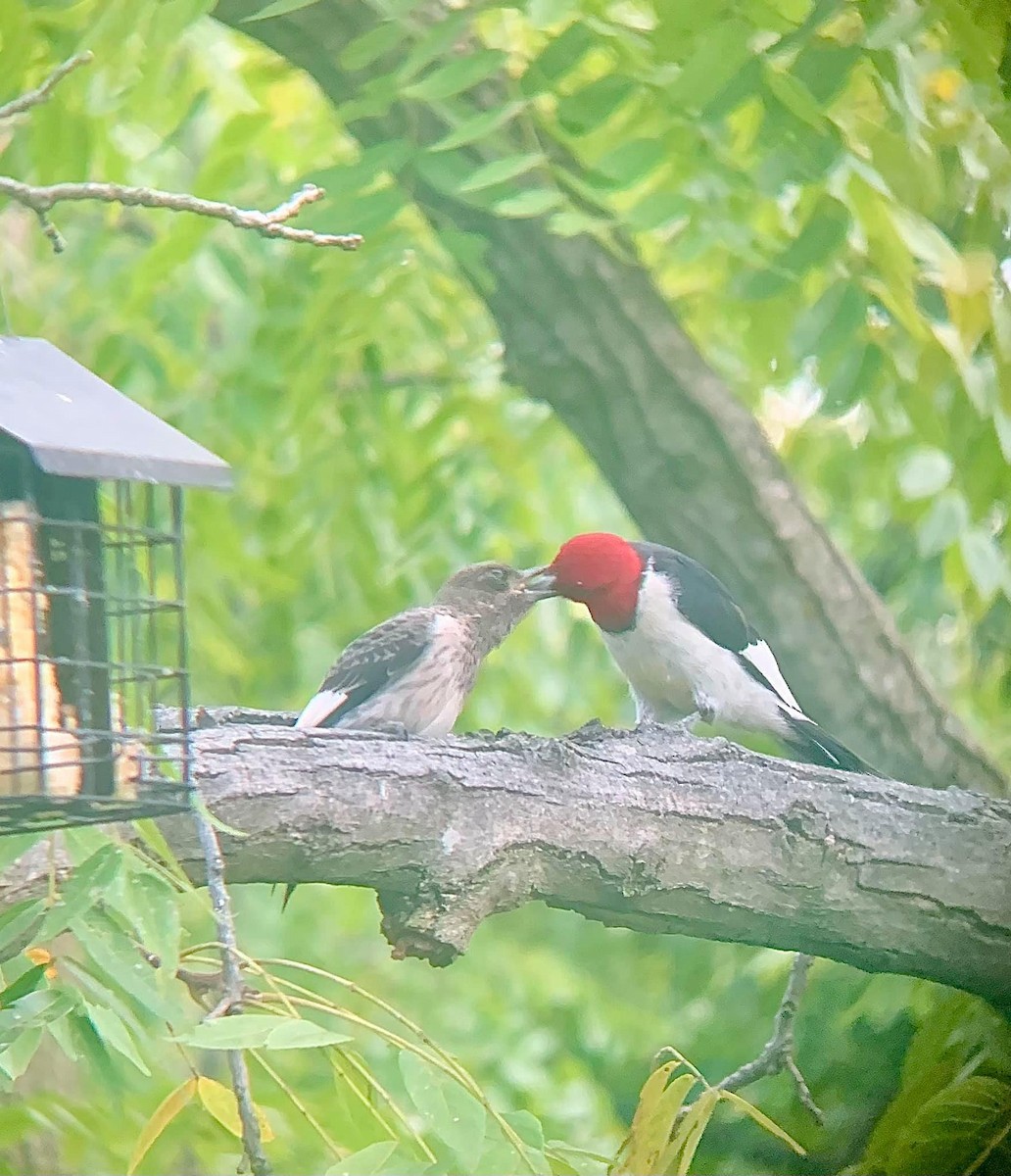 Red-headed Woodpecker - ML373563541