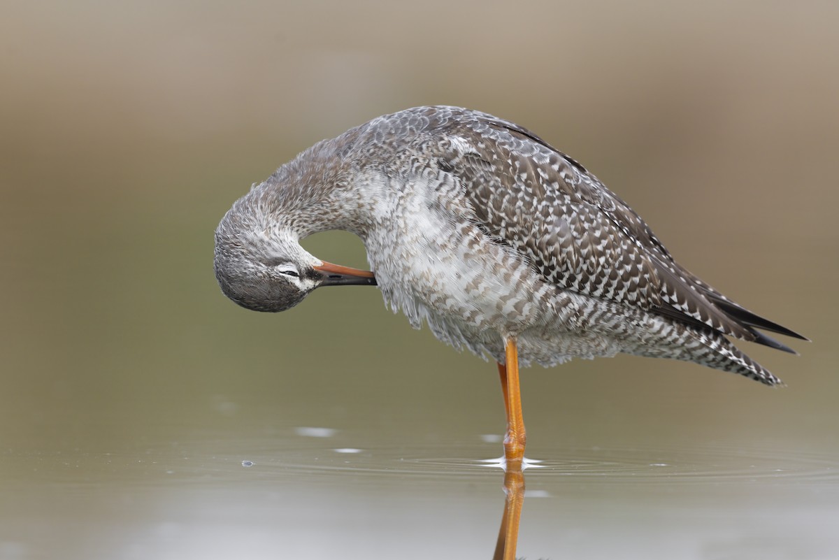 Spotted Redshank - ML373566951