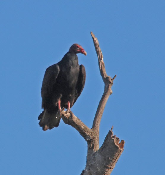 Turkey Vulture - ML373567111