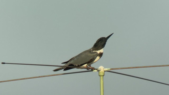 Belted Kingfisher - ML373574091