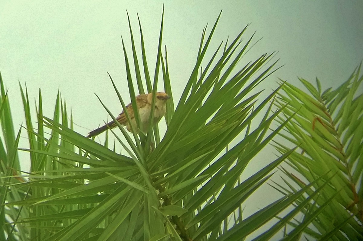 Bristled Grassbird - ashwin mohan