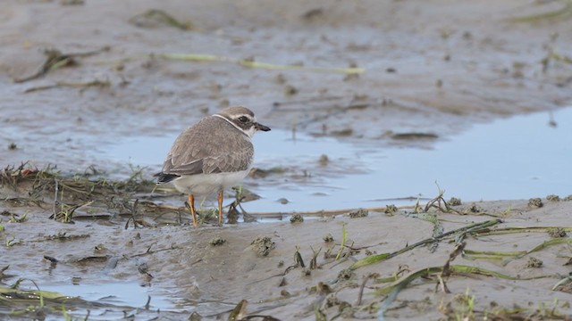 Semipalmated Plover - ML373580641