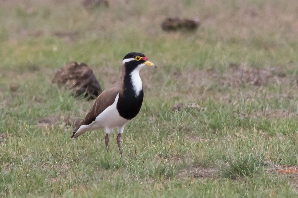 Banded Lapwing - Andrew Allen