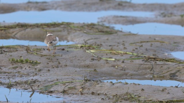 Semipalmated Plover - ML373581261