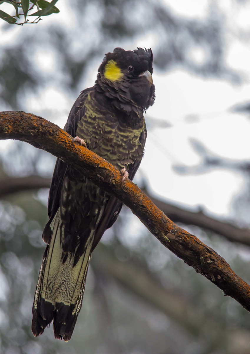 Yellow-tailed Black-Cockatoo - Andrew Allen