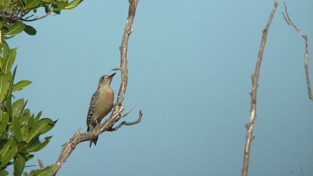 Red-bellied Woodpecker - ML373593871