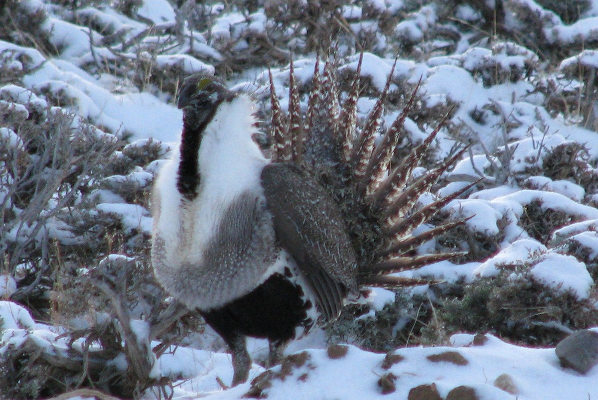 Greater Sage-Grouse - ML37359611