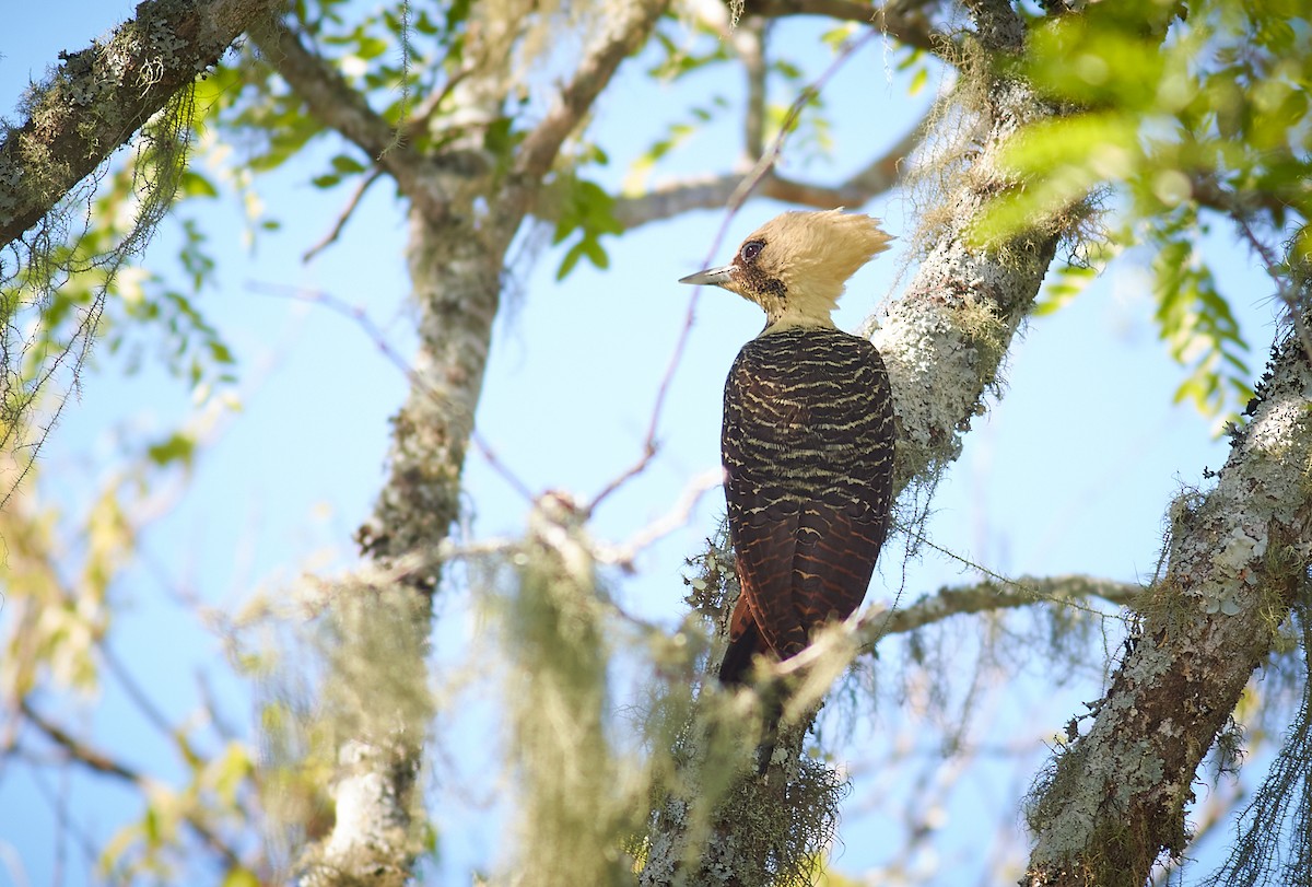 Pale-crested Woodpecker - ML373599381