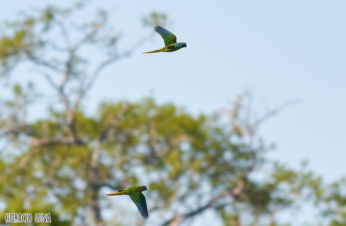 Maroon-bellied Parakeet (Green-tailed) - Horacio Luna