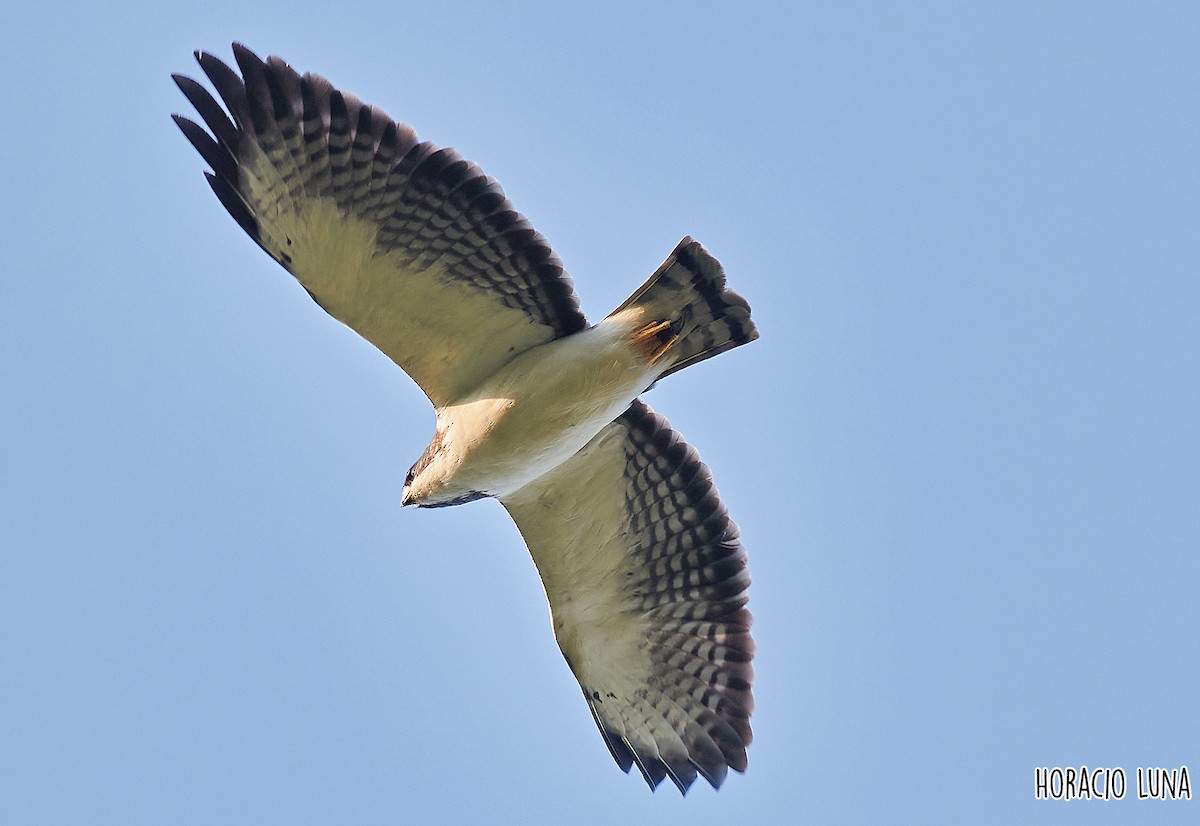 Short-tailed Hawk - Horacio Luna