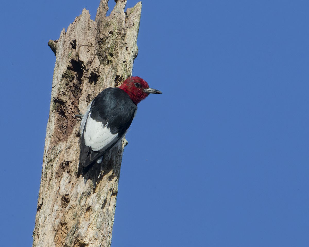 Red-headed Woodpecker - ML373604841