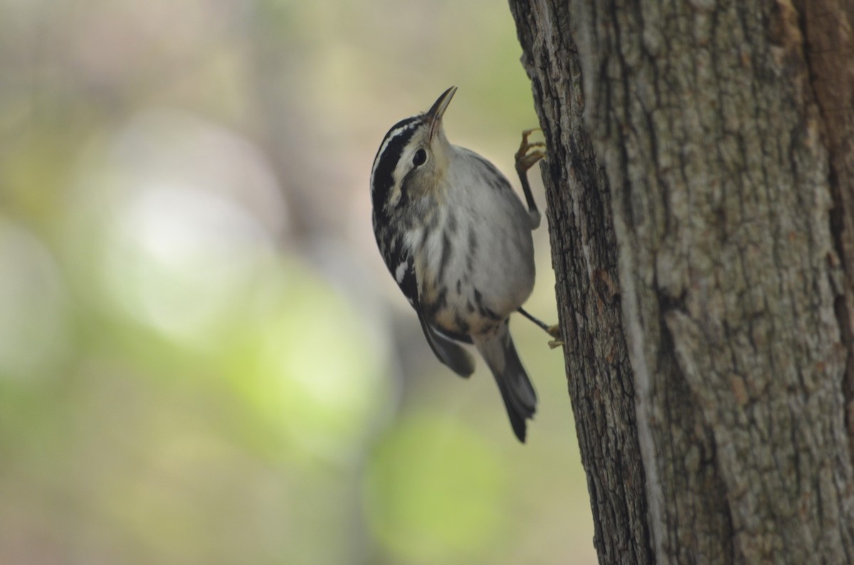 Black-and-white Warbler - Jeanne Tao