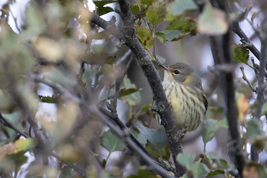 Cape May Warbler - ML373608641