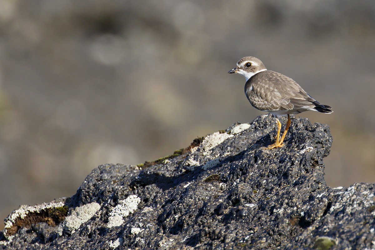 Semipalmated Plover - ML373609481