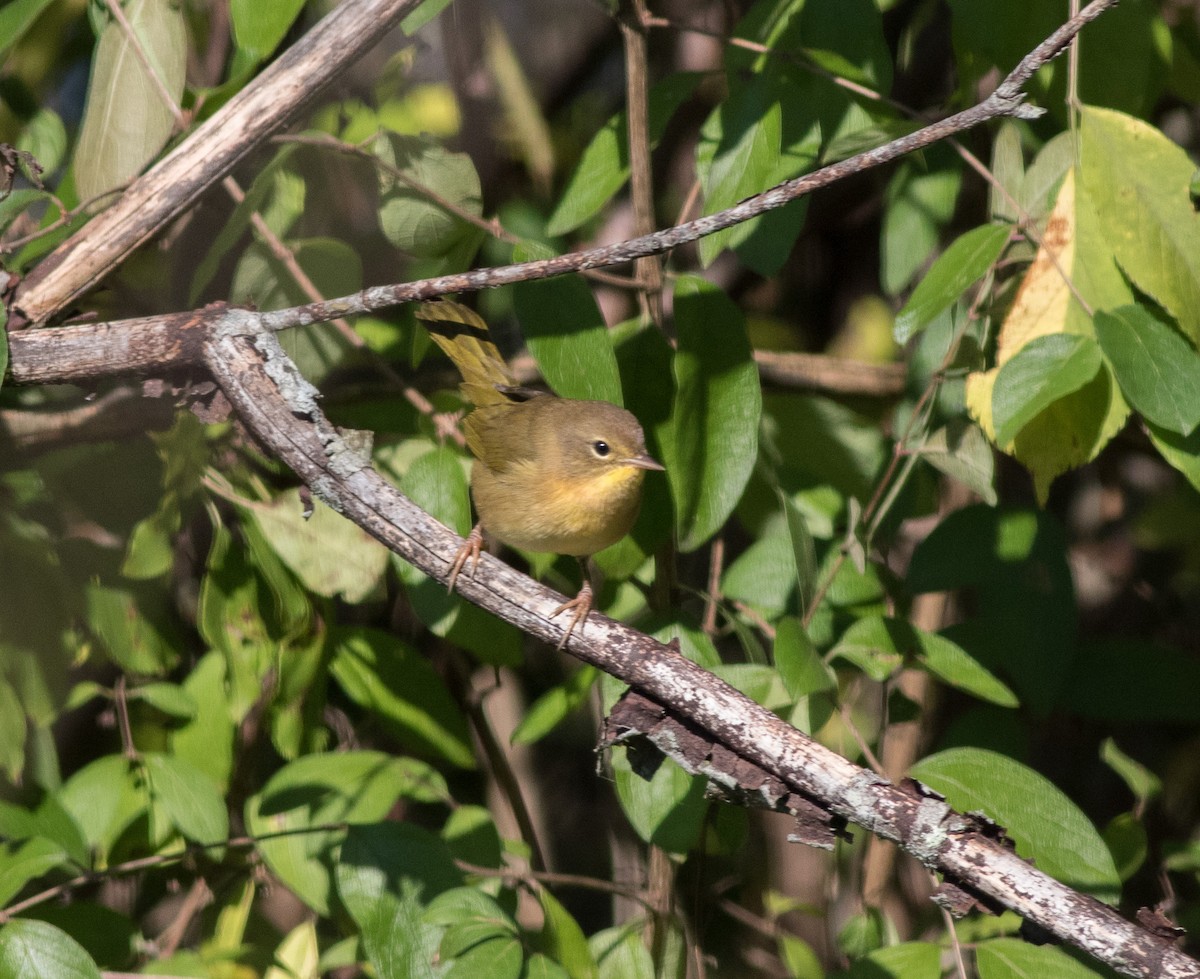 Common Yellowthroat - Mike Fialkovich