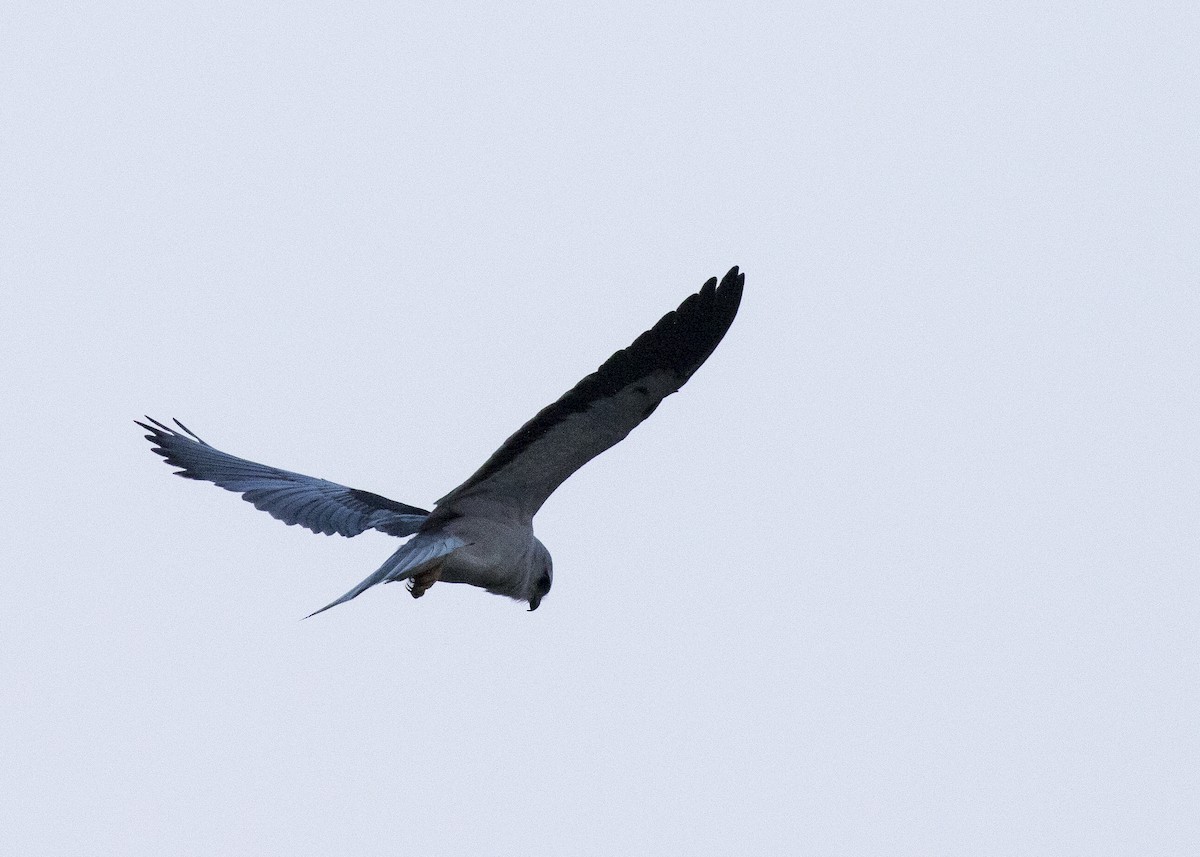 Black-winged Kite - Bob Martinka