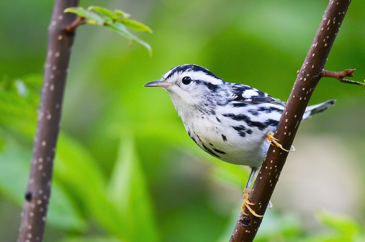 Black-and-white Warbler - ML373612581