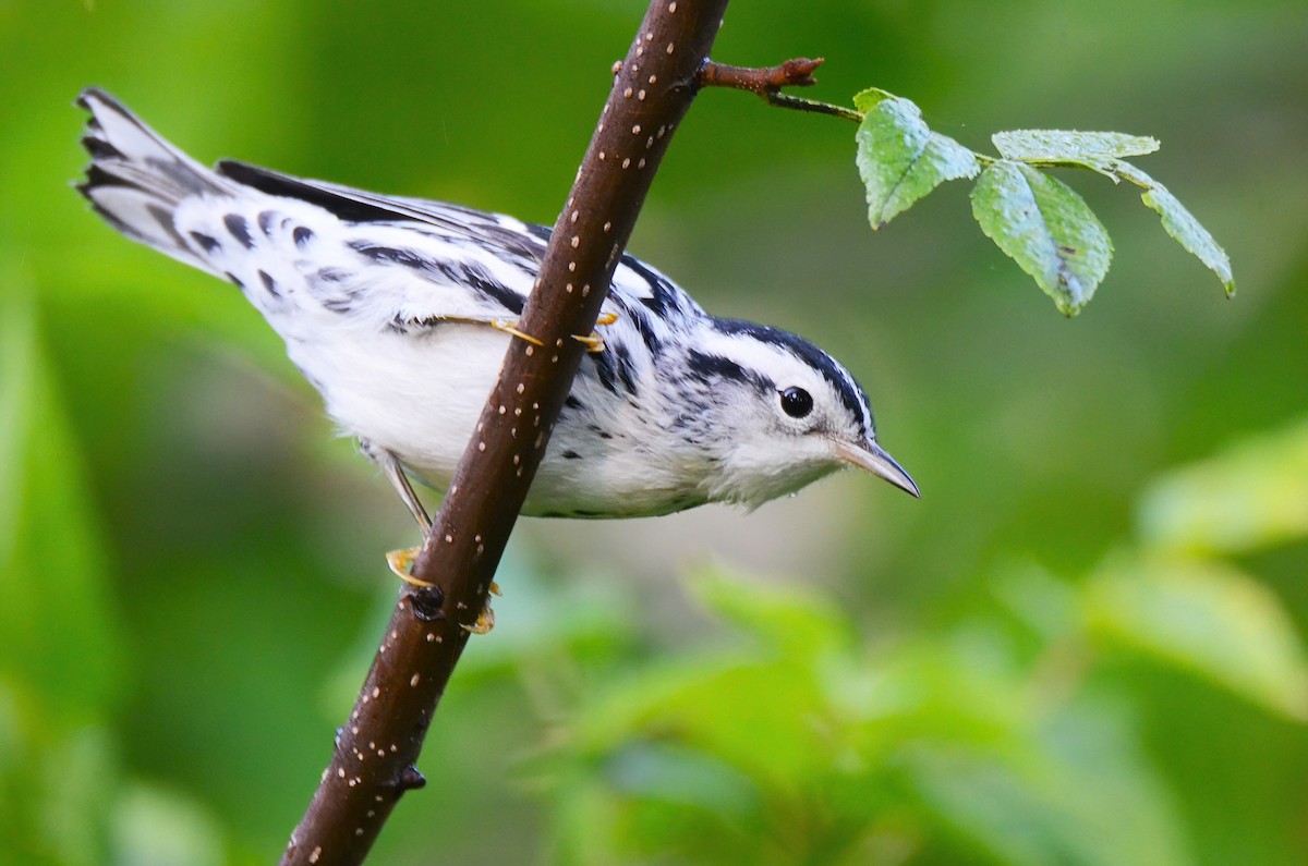 Black-and-white Warbler - ML373613501