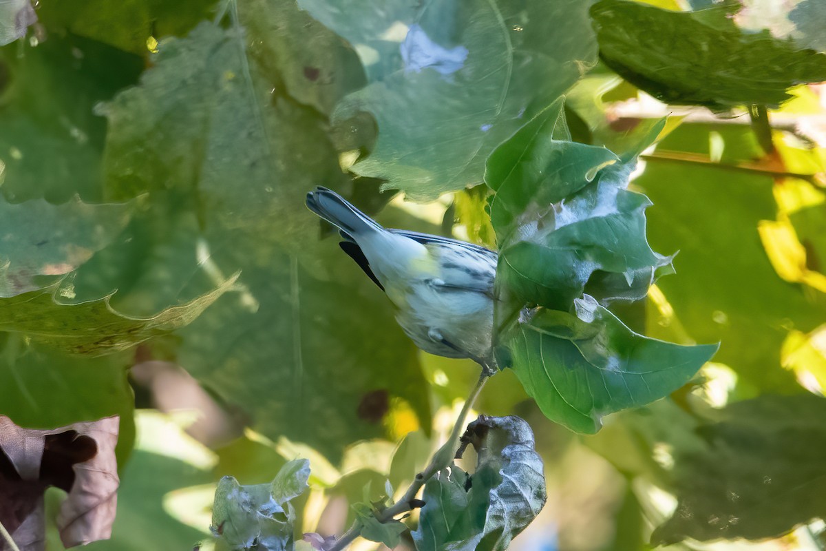 Black-throated Green Warbler - ML373615851