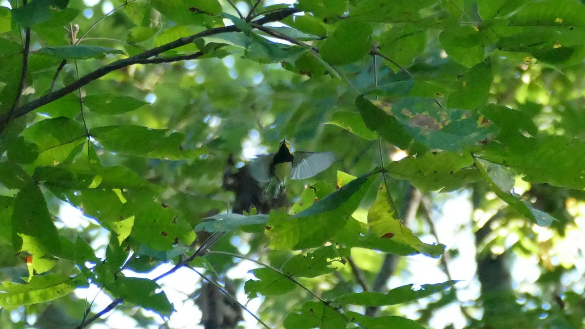 Black-throated Green Warbler - ML373626671