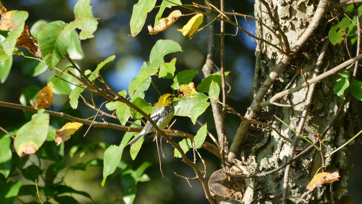 Black-throated Green Warbler - ML373627501