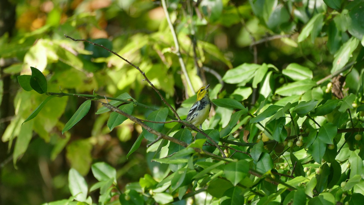 Black-throated Green Warbler - ML373627751