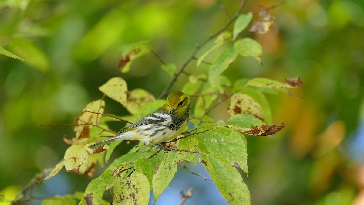 Black-throated Green Warbler - Avery Fish
