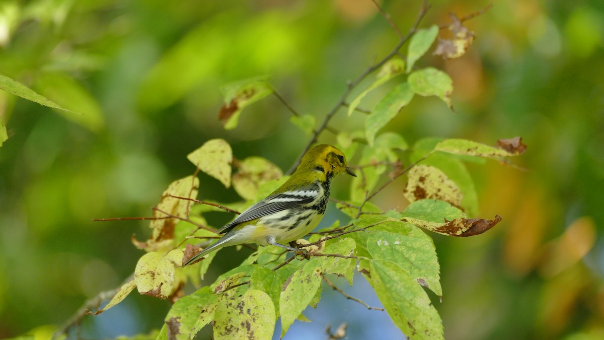 Black-throated Green Warbler - ML373628281