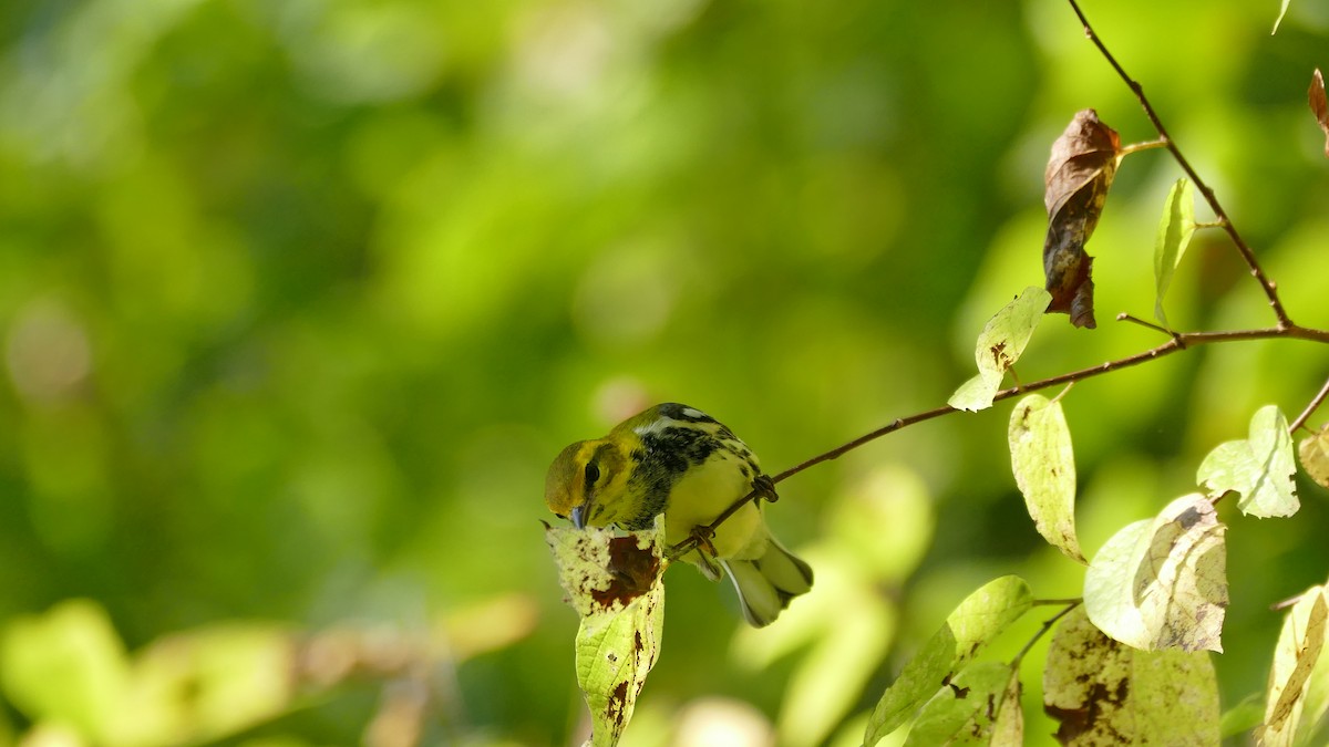 Black-throated Green Warbler - ML373628441