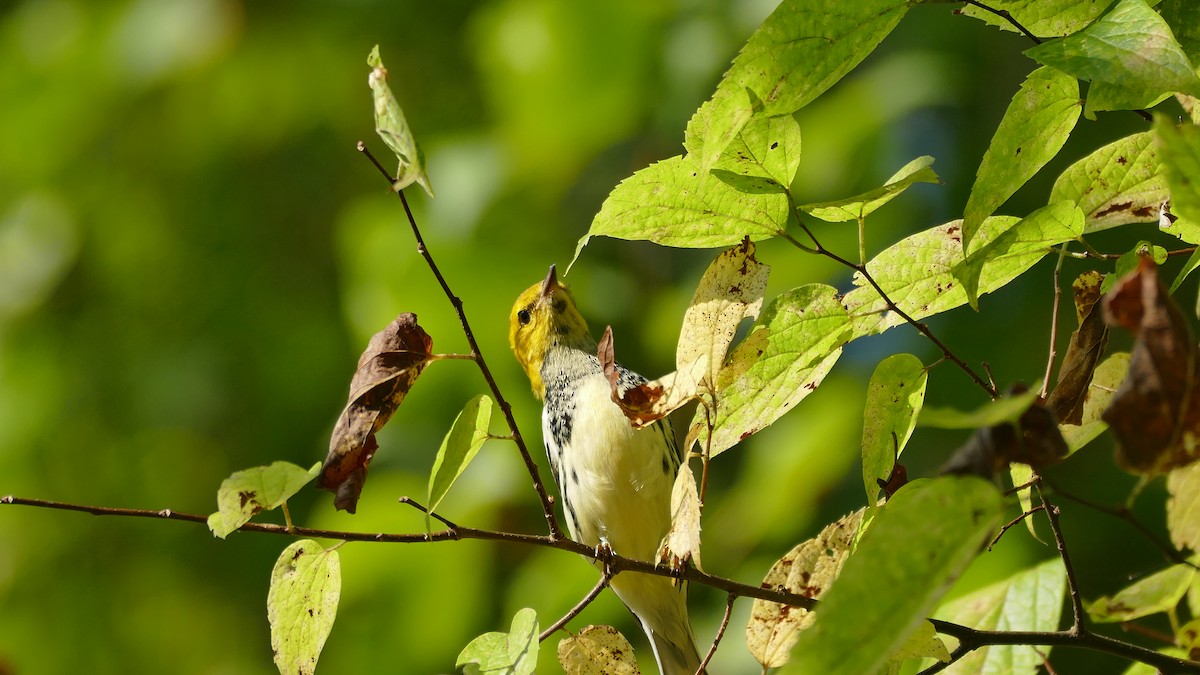 Black-throated Green Warbler - ML373628451