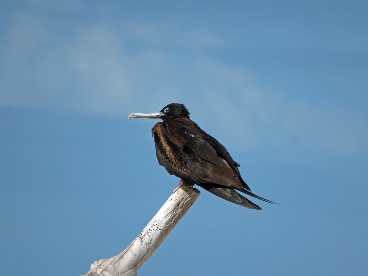 Lesser Frigatebird - Antonia Lenstra