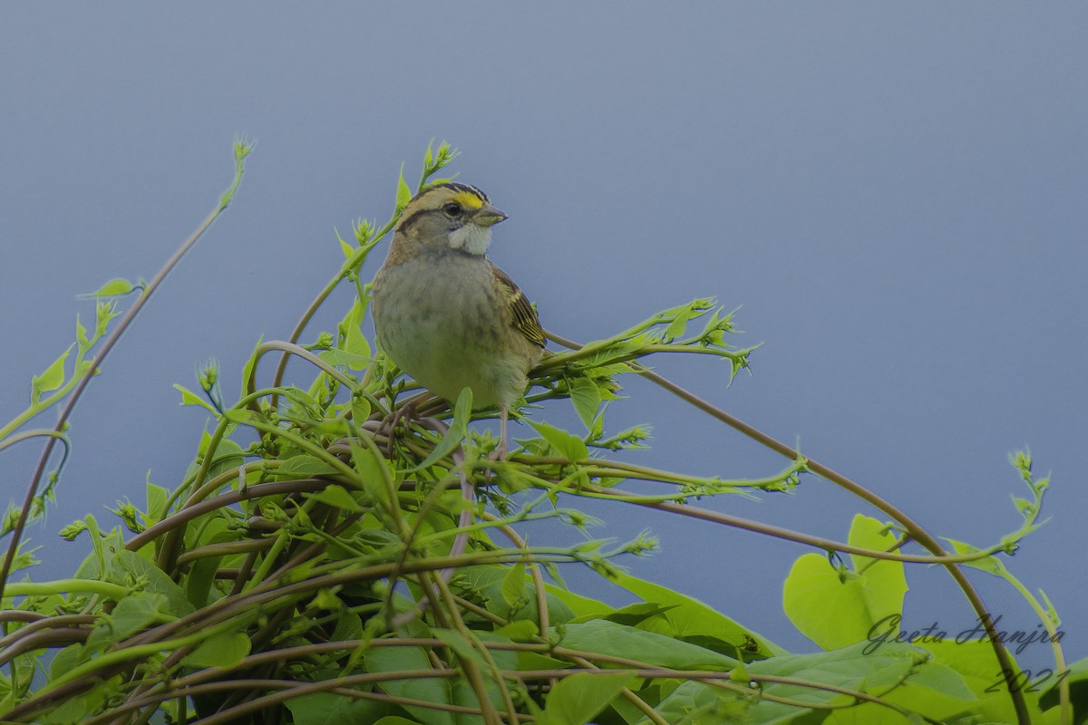 White-throated Sparrow - ML373643391