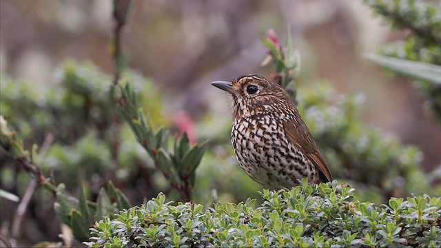  - Stripe-headed Antpitta