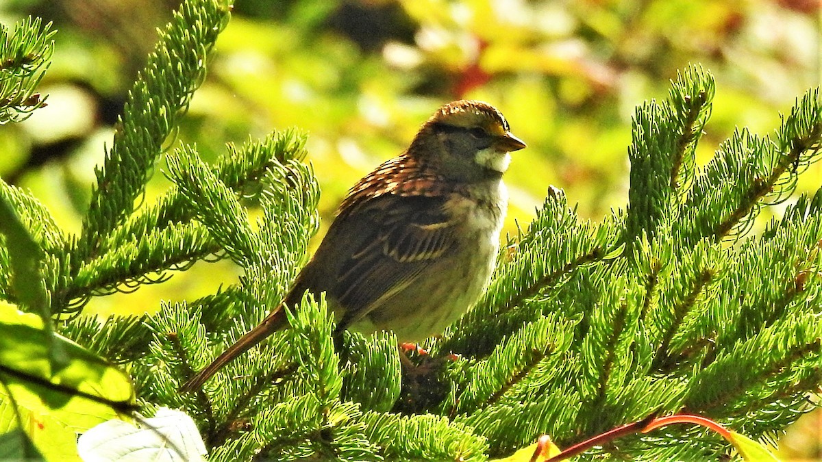 White-throated Sparrow - ML373653651