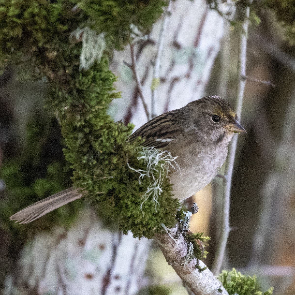 Golden-crowned Sparrow - ML373658991